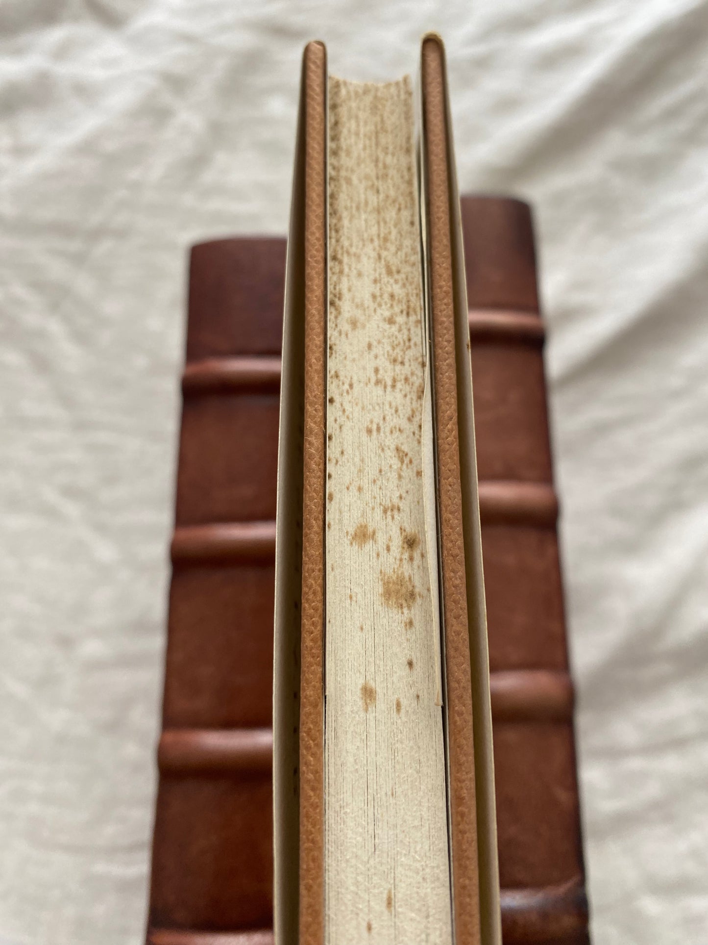 The Birds of the Air