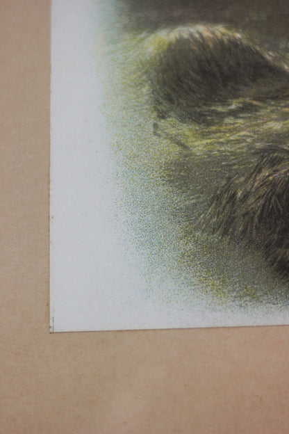 'Countryside Companions', Photogravure Chromolithograph Print